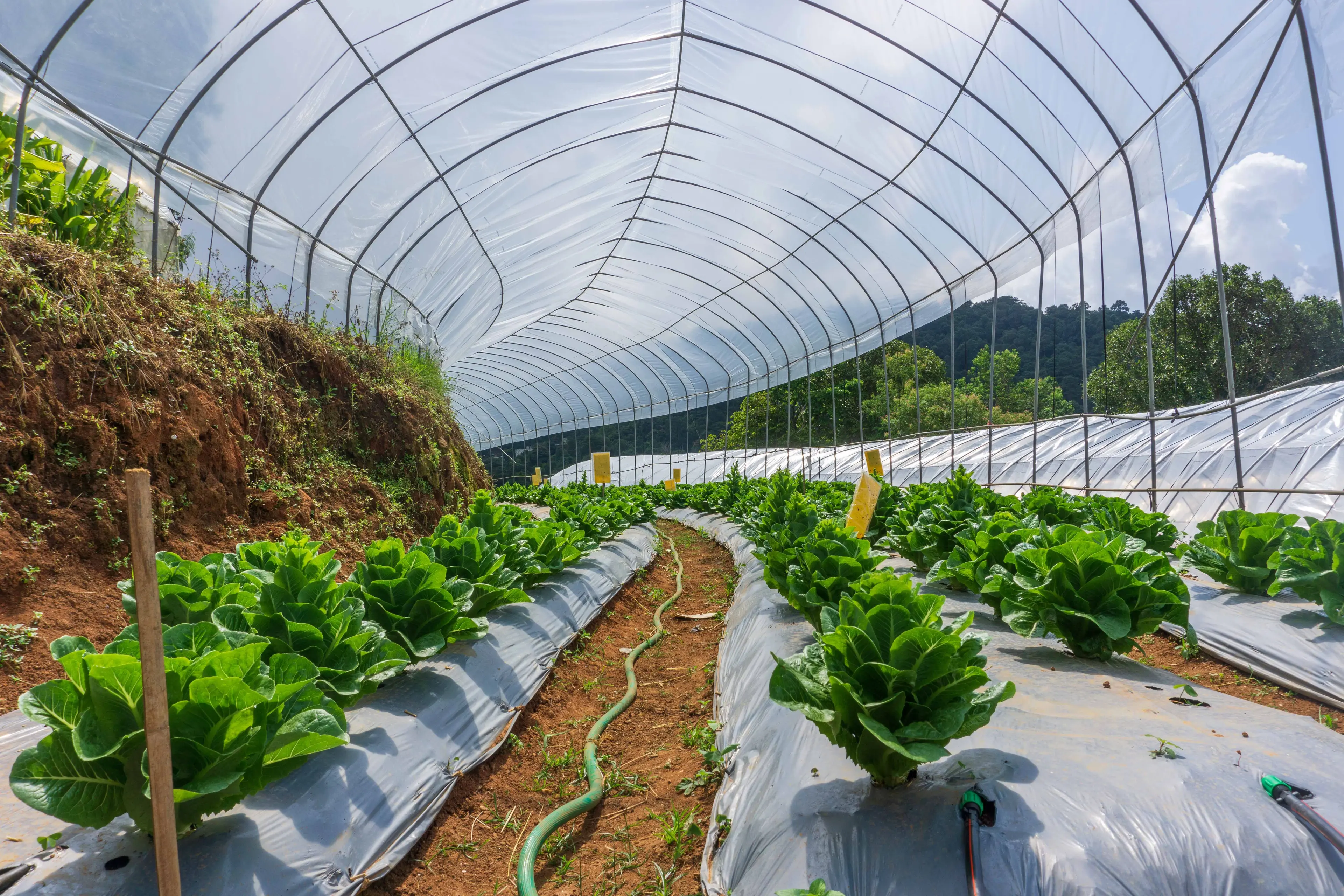 Large agri film polytunnel with rows of plants