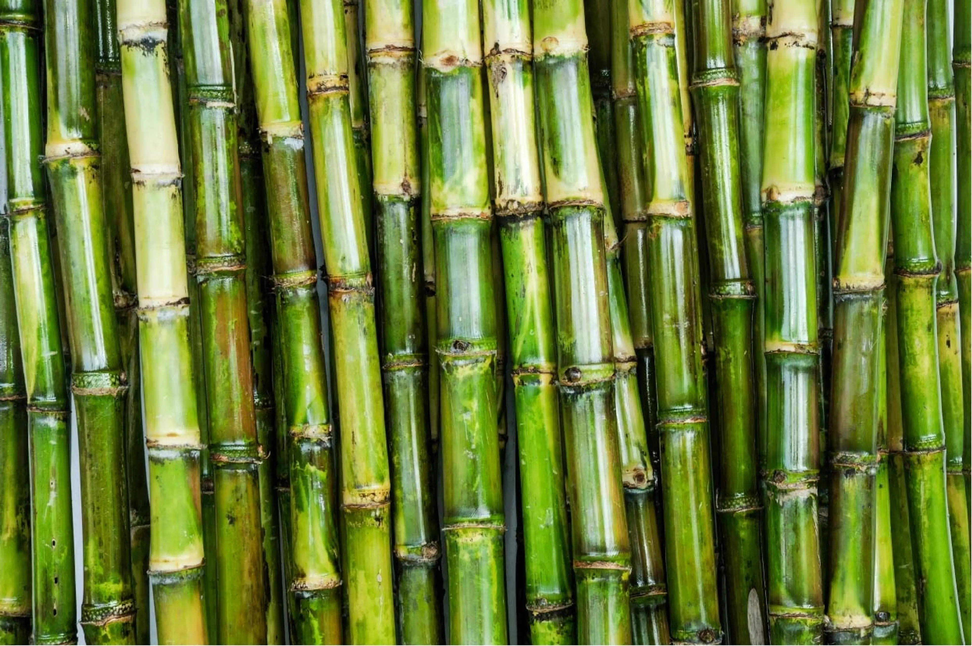 Sugar cane bioplastics